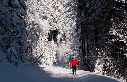 Bus to arrowhead from toronto 